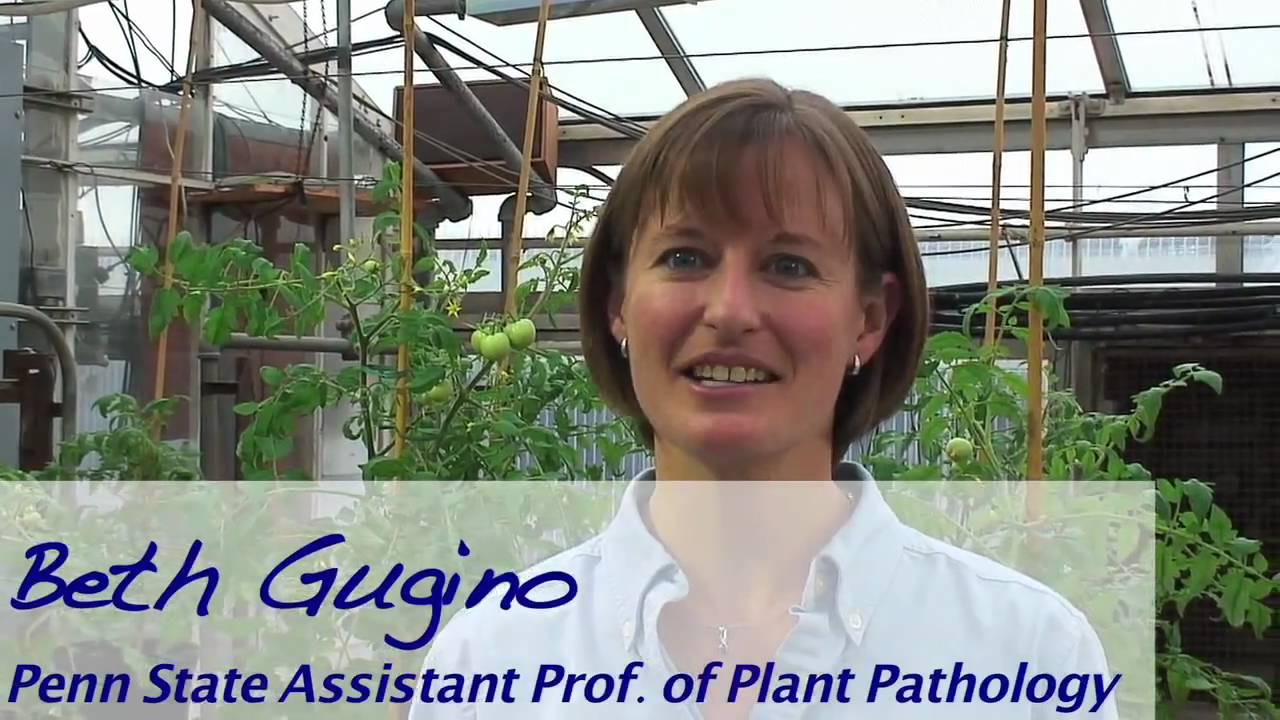 Late Blight:  What To Know