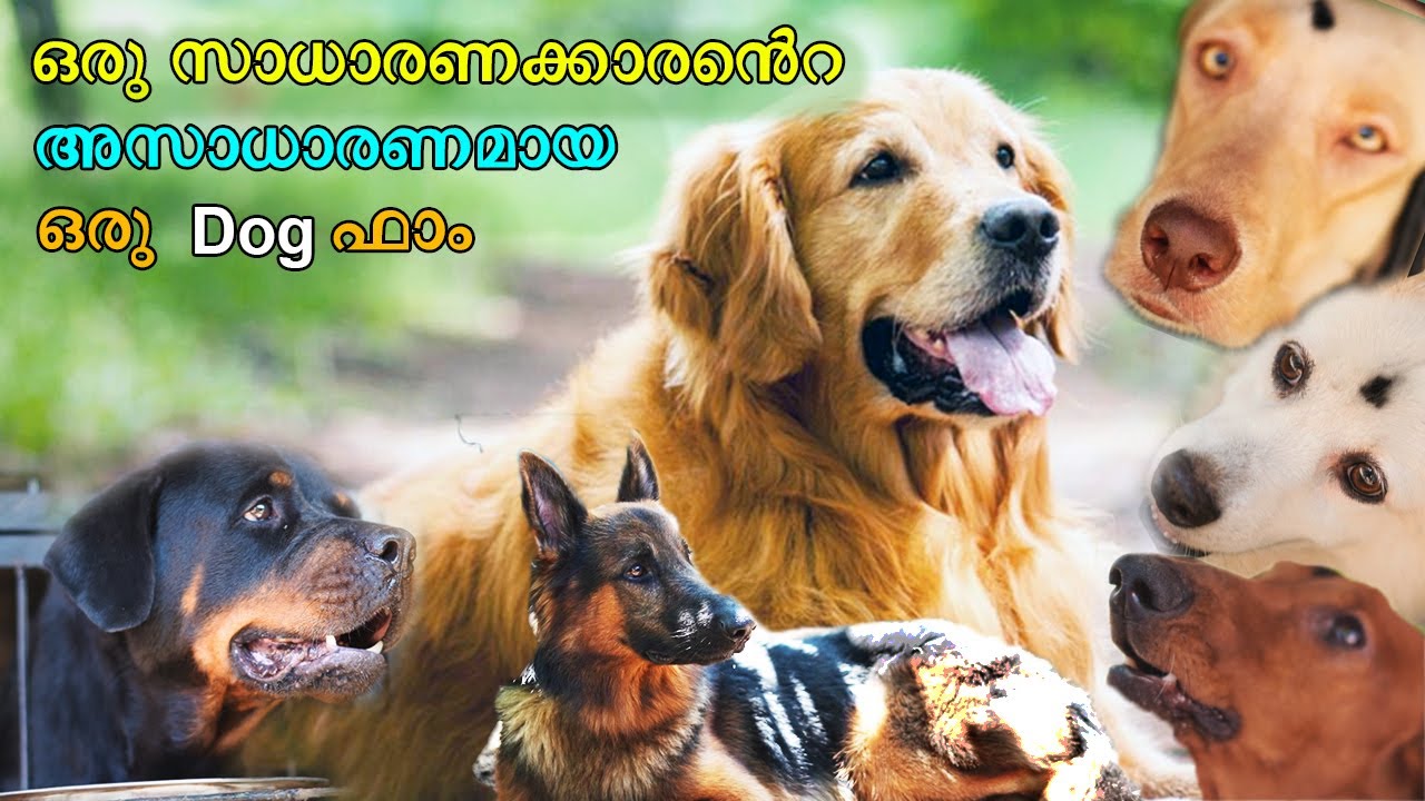 പേഴ്സ് കാലിയാവാതെ പപ്പിയെ വാങ്ങാൻ പറ്റിയ ഒരു സ്ഥലം /പഞ്ചായത്ത്‌ കെന്നൽ/ Biggest Dog kennel at kollam