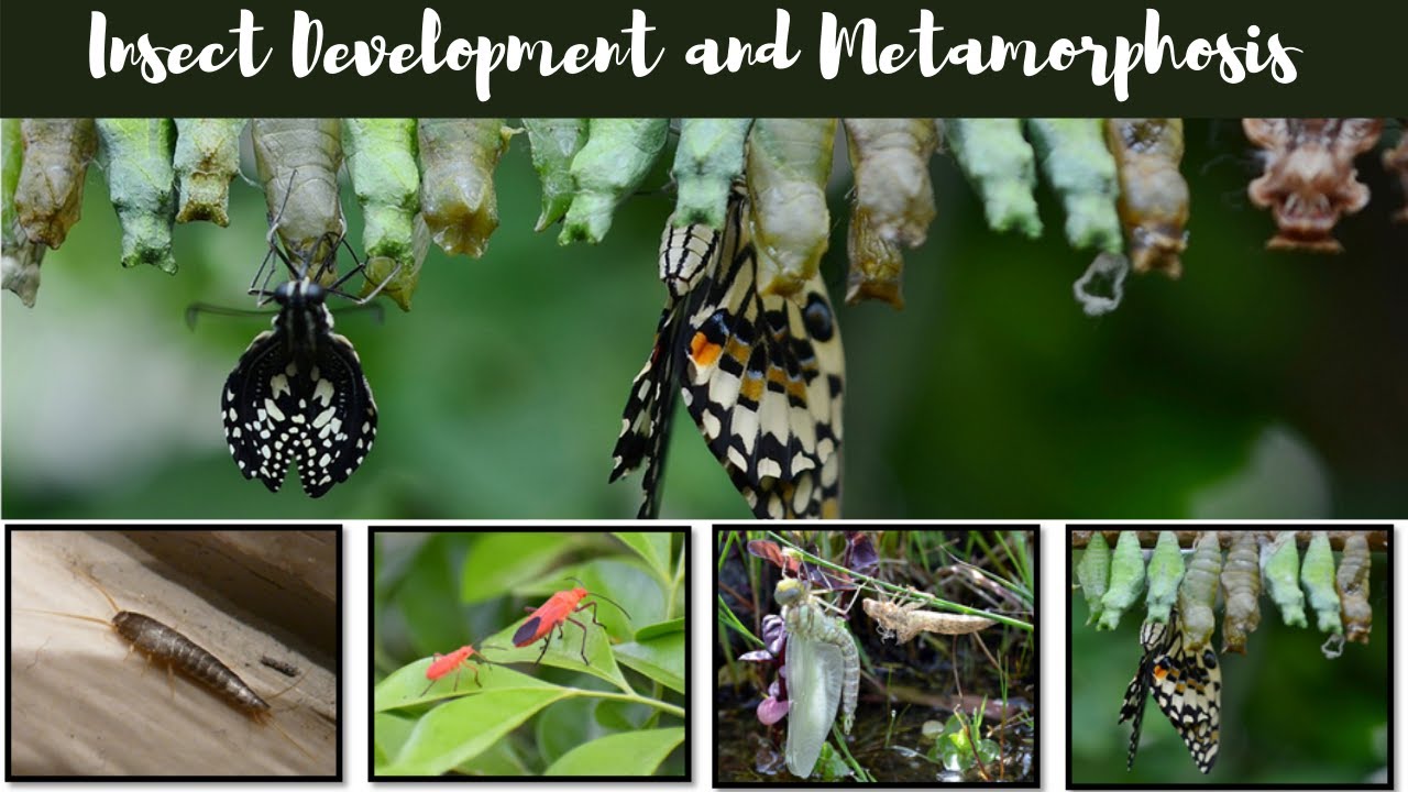 Insect Development and types of metamorphosis.