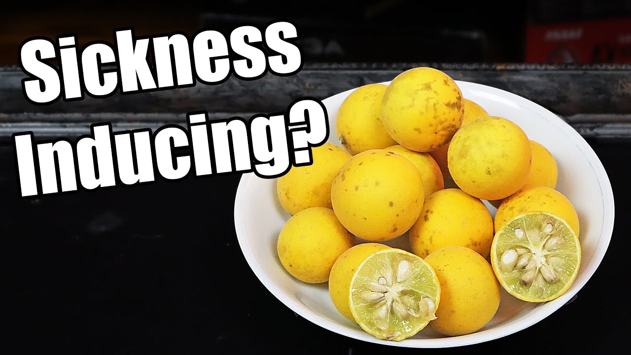 TRIFOLIATE ORANGE : A Delicious Citrus That May Cause Sickness - Weird Fruit Explorer