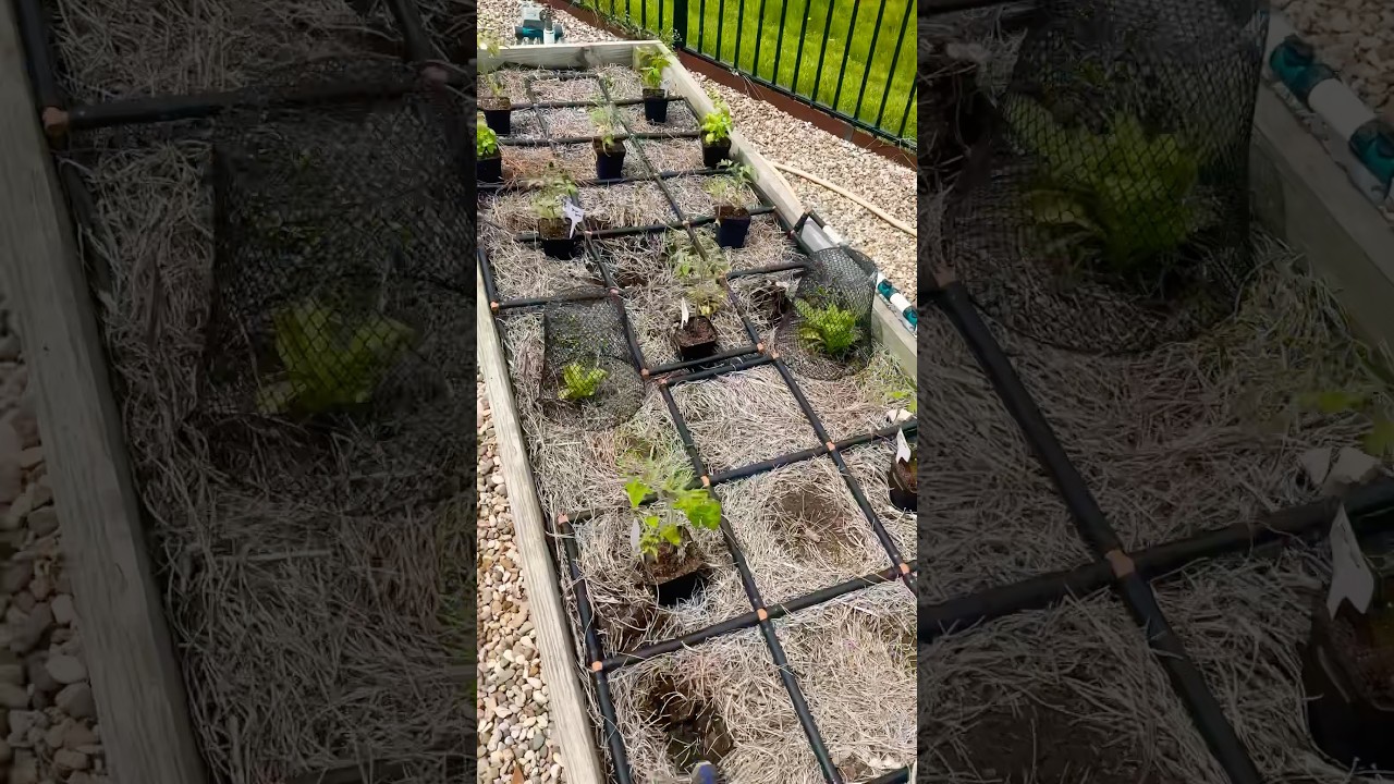 More Garden Chores! #gardening #gardeningtips