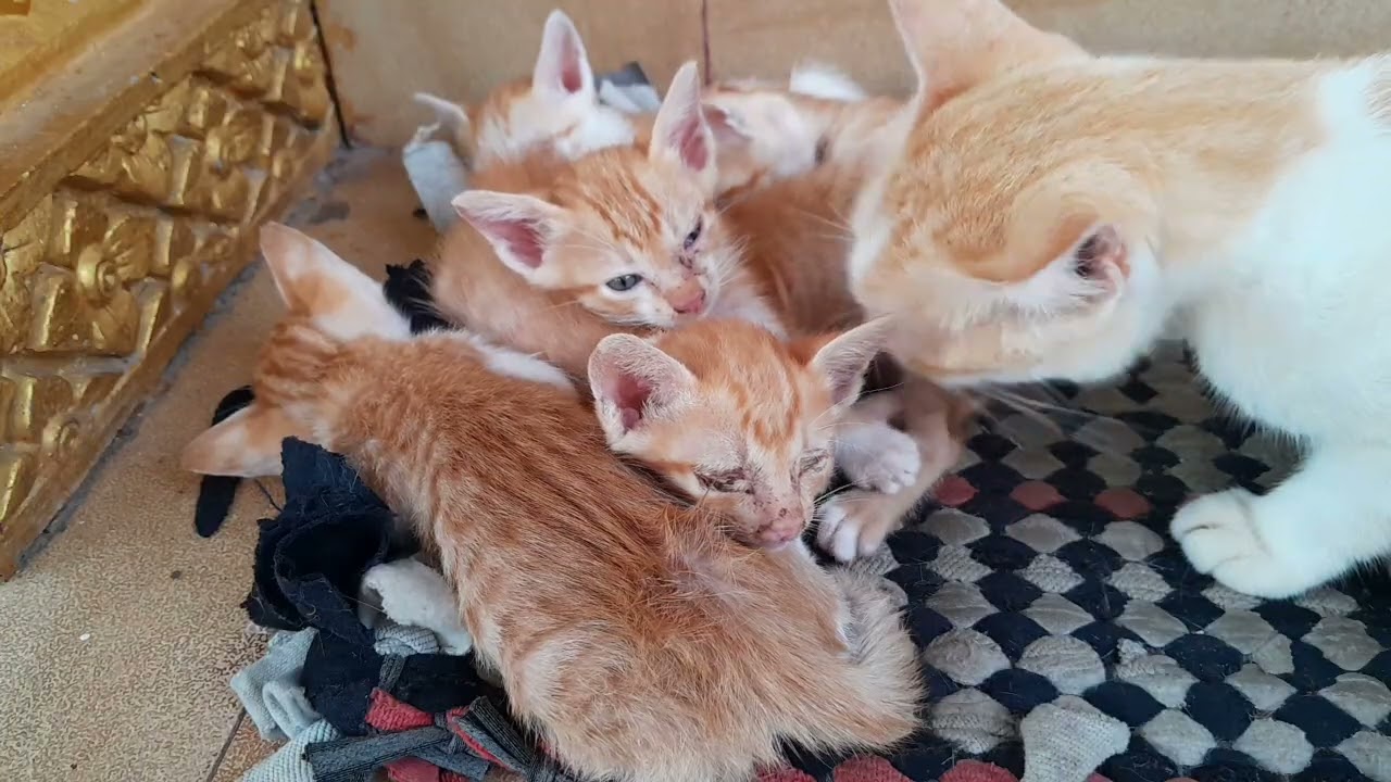 The beautiful baby kittens are getting good care from mom cat 