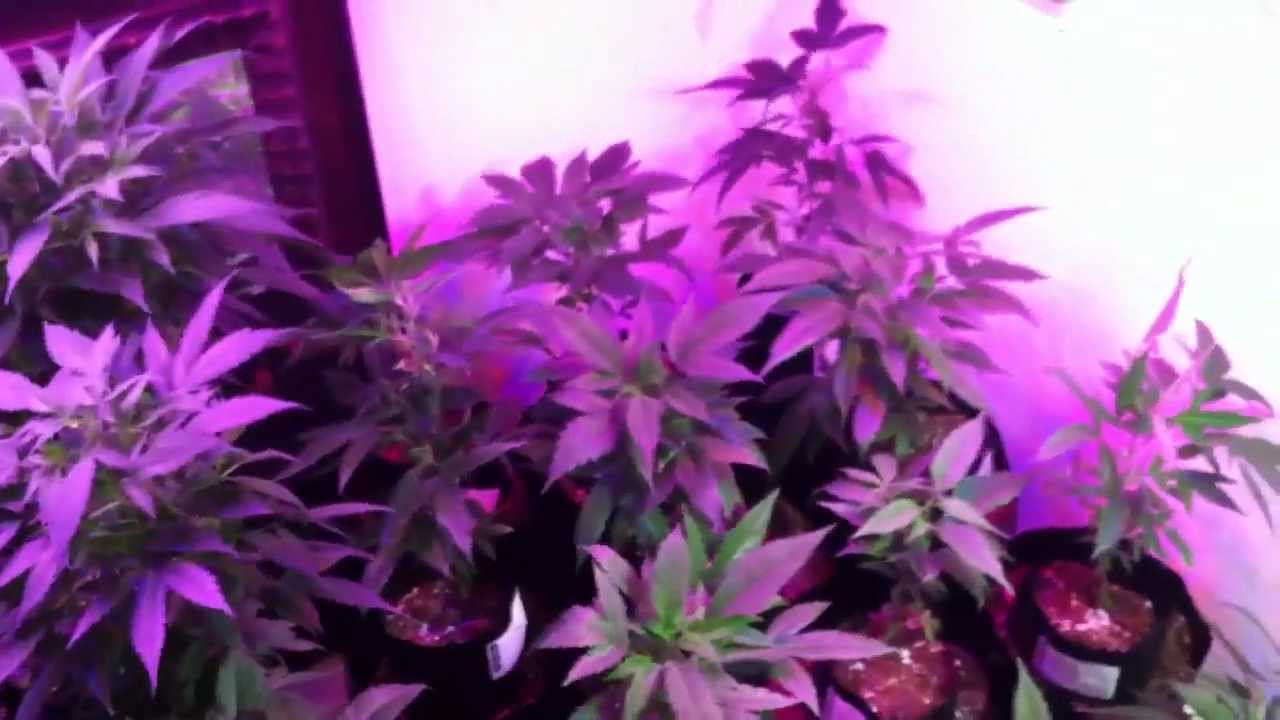 Growing  Medical Cannabis efficiently with Led's & EFDL lights while saving energy & expense.