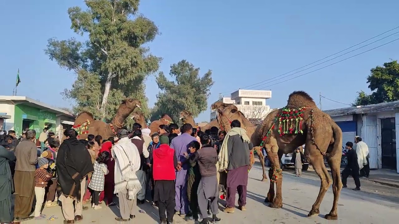 Aya shazada chakwal ala 💕👈🏻 baba fazal kalyami Malay pr 👍🏻#subscribe #unfrezzmyaccount #camel Bly 👈🏻