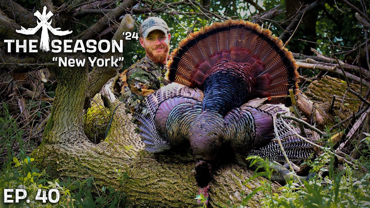 LONG SPURRED NEW YORK GOBBLER - hunting through the wind and rain