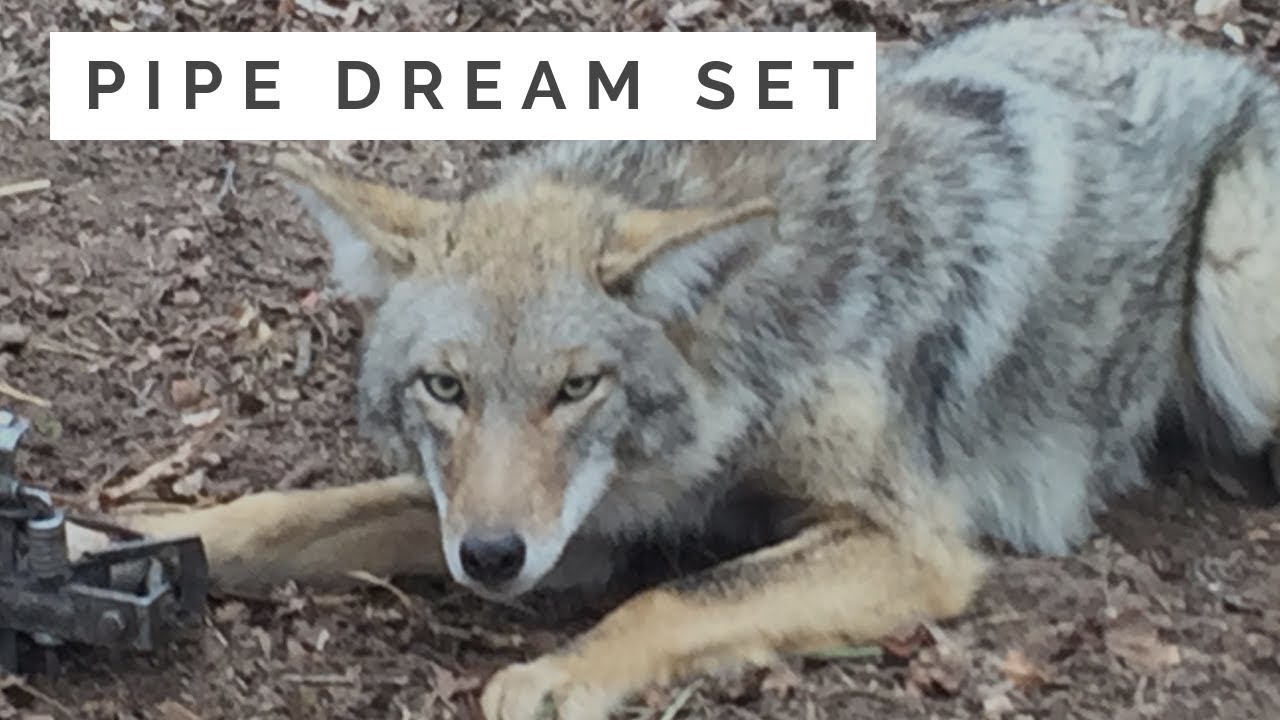 Pipe Dream Set for Coyotes