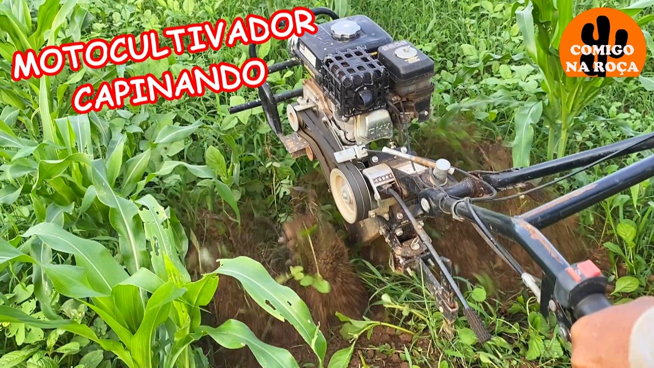 CAPINANDO A ROÇA DE MILHO COM MOTOCULTIVADOR