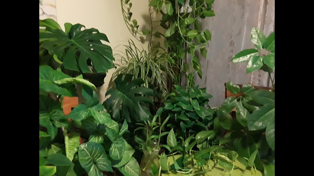 #kurdishvlog گه لا و گولي ناو مال🌱#homemadefertilizer