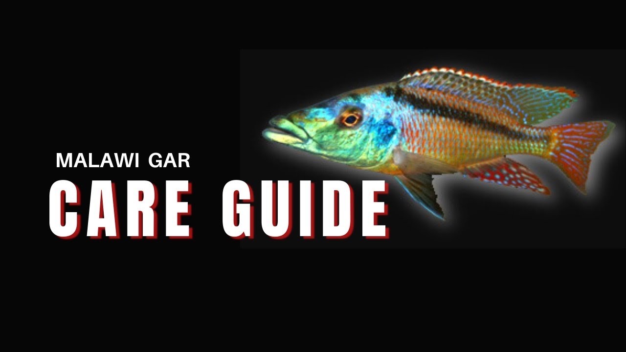Malawi Gar - Species Spotlight [Lichnochromis acuticeps]