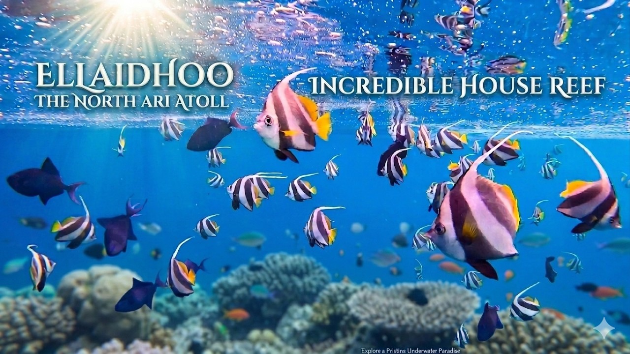 Ellaidhoo Maldives 2026: Incredible House Reef – Sharks, Turtles & Epic Shore Snorkeling Part 1