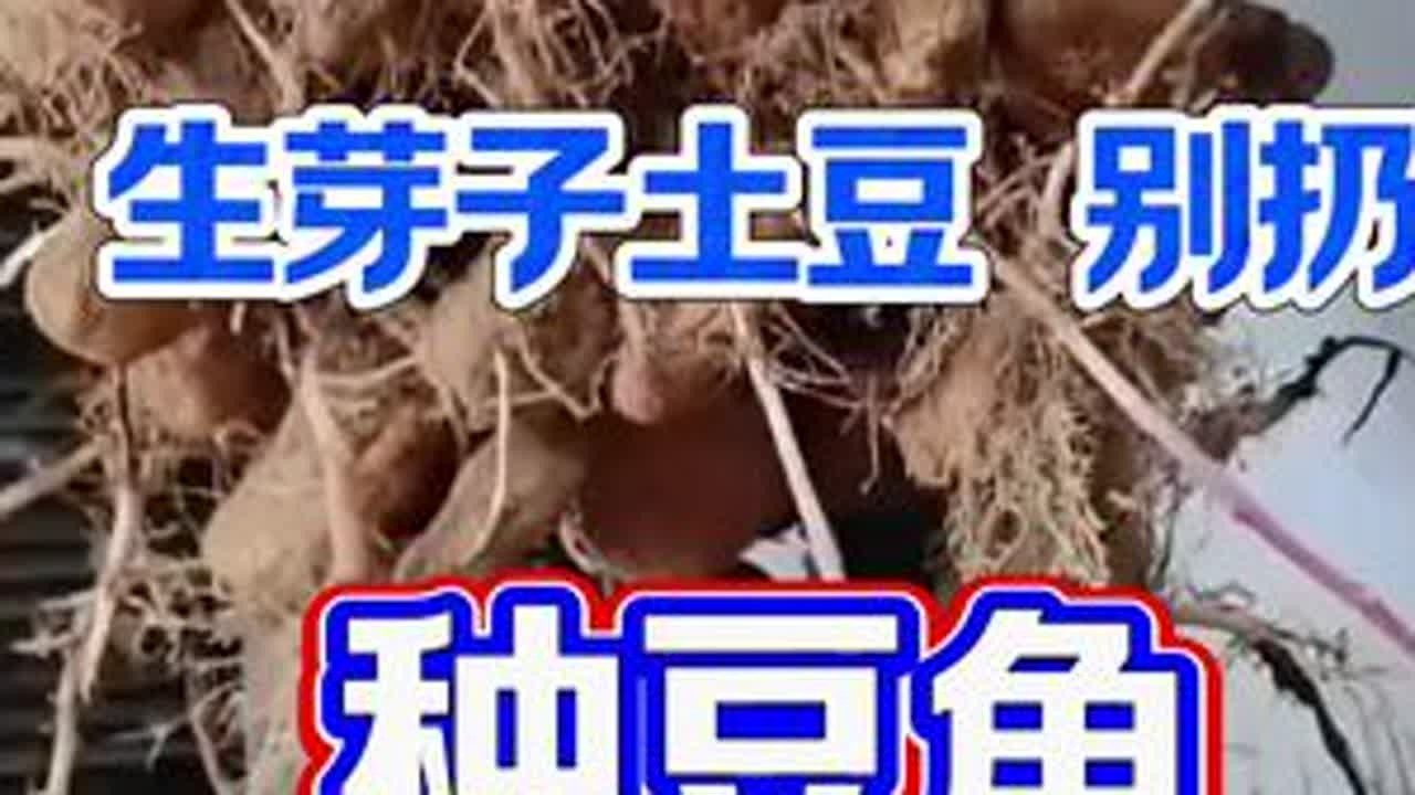 生芽土豆千万别扔了#三农 #三农流量扶持上热门 #三农小知识 #种植小技巧