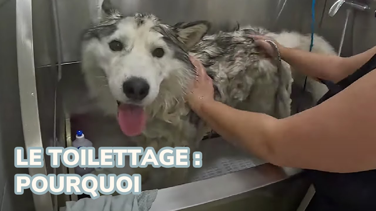 Le toilettage... Pourquoi?