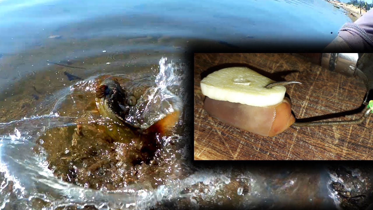 PESCA - EXCELENTE CARNADA PARA BAGRE LAGUNERO O BAGRE SAPO