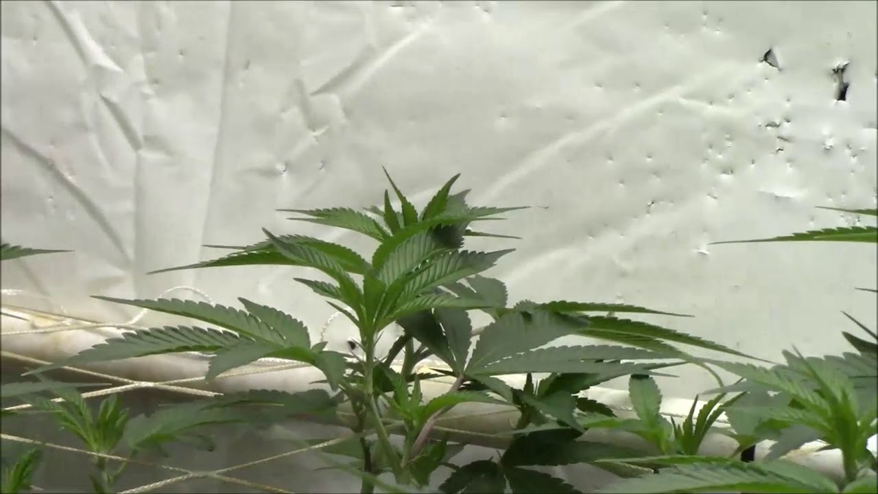DEATH BUBBA DAY 7 AFTER LEAF STRIPPING