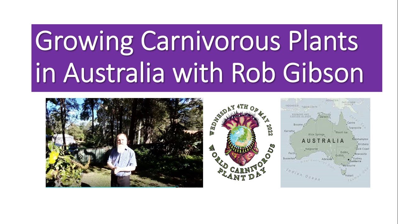 Growing Carnivorous Plants in Australia with Rob Gibson
