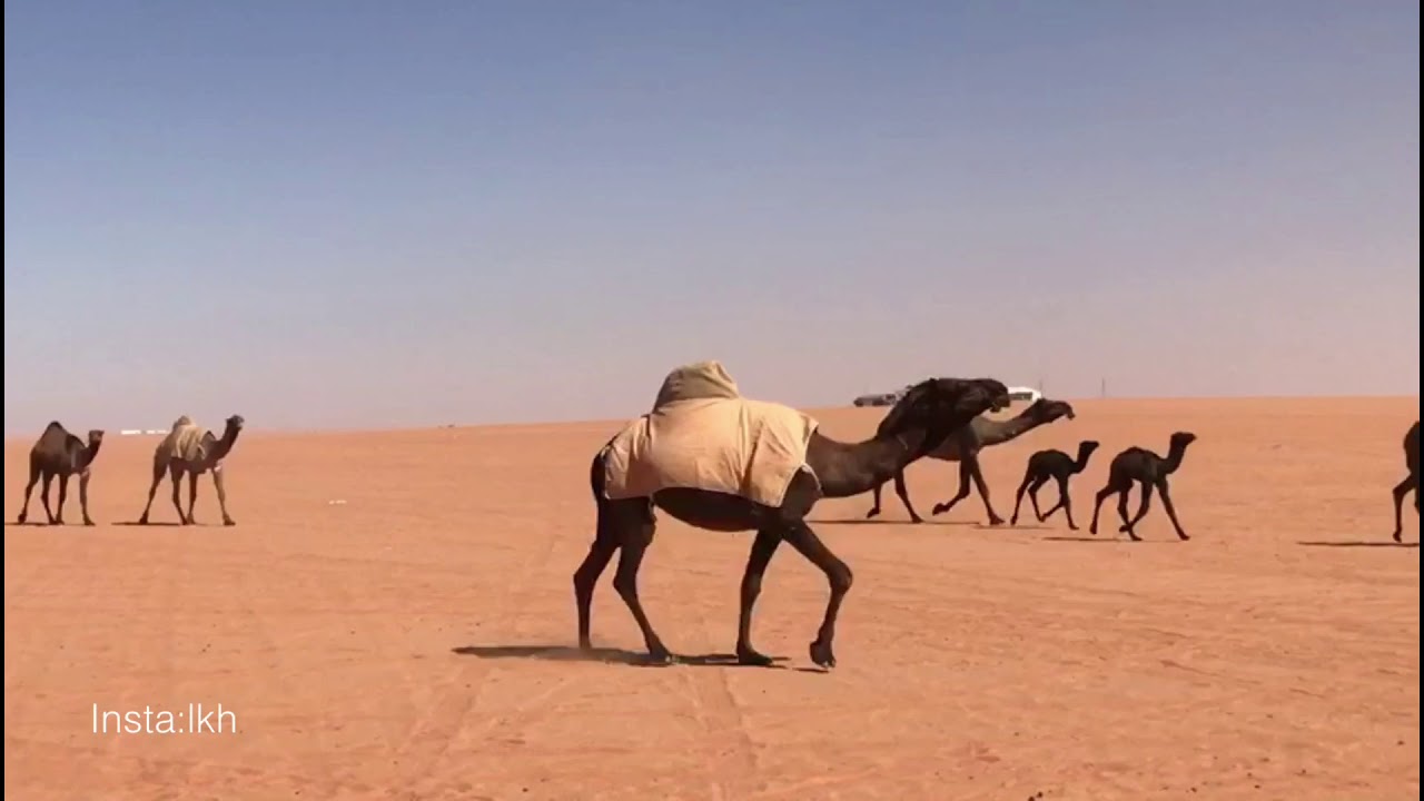 خلف بن دحيلان العتيقي الشراري