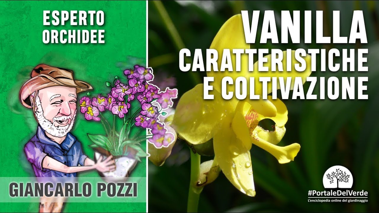 Orchidea Vanilla