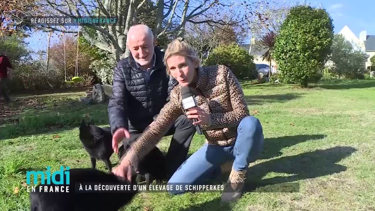 À la découverte d'un élevage de Schipperkes