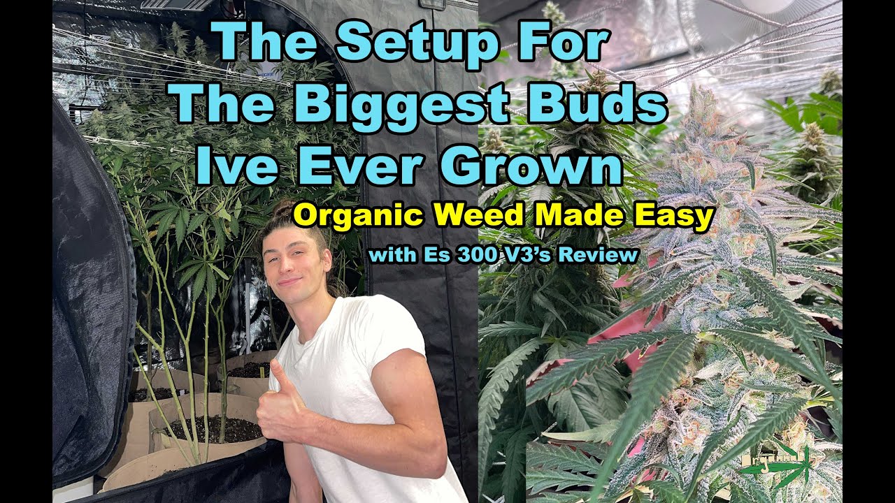 How I Setup my Grow Room for the Biggest Buds Ive Ever Grown and Es300 V3 LED Grow Light Review