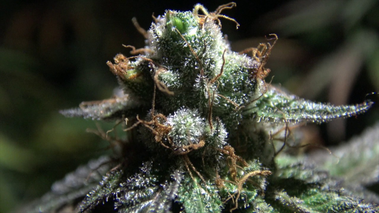 Dan's Indoor Garden: Lights Off Just Before Harvest