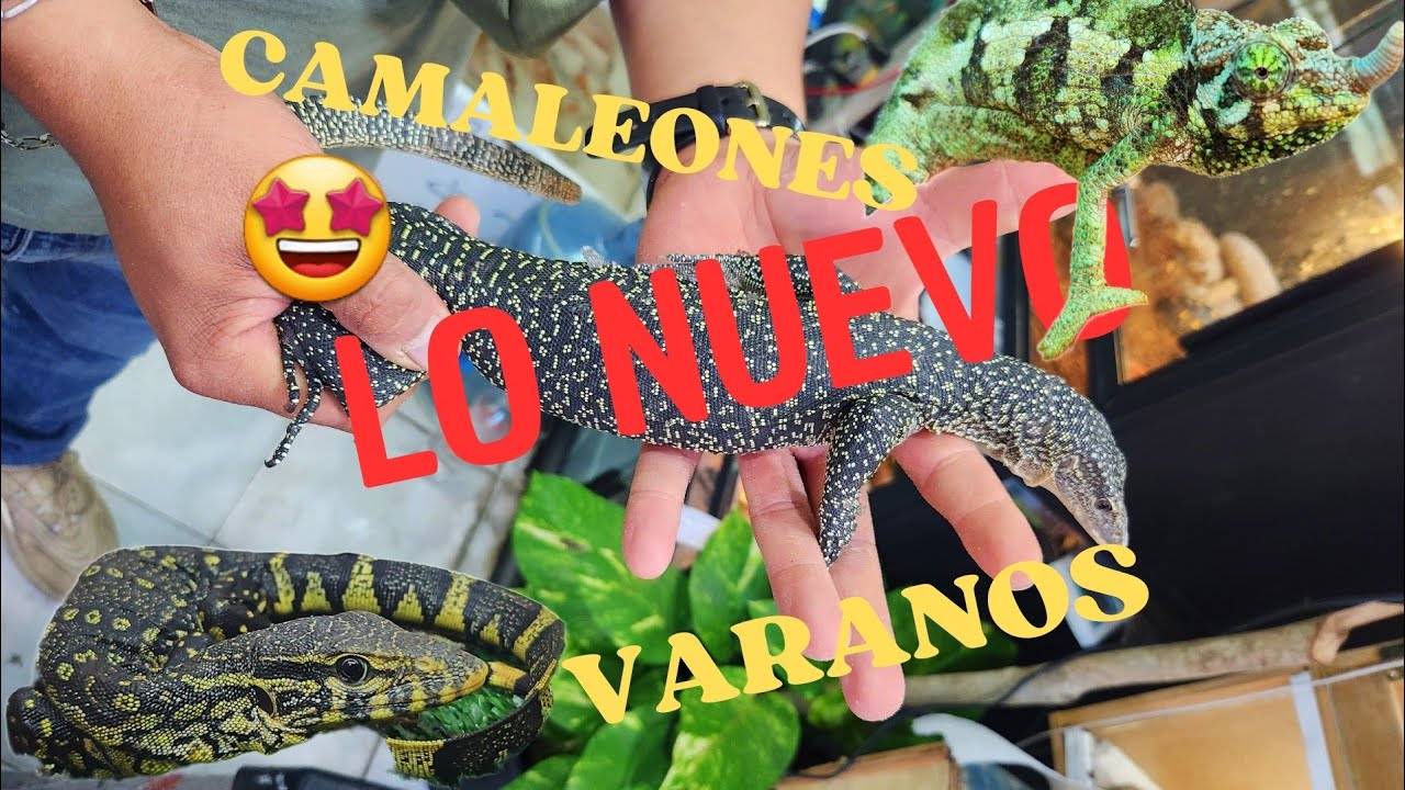 LO NUEVO EN EL LOCAL!! CAMALEONES PANTERA, VARANOS, PECES, ETC ETC
