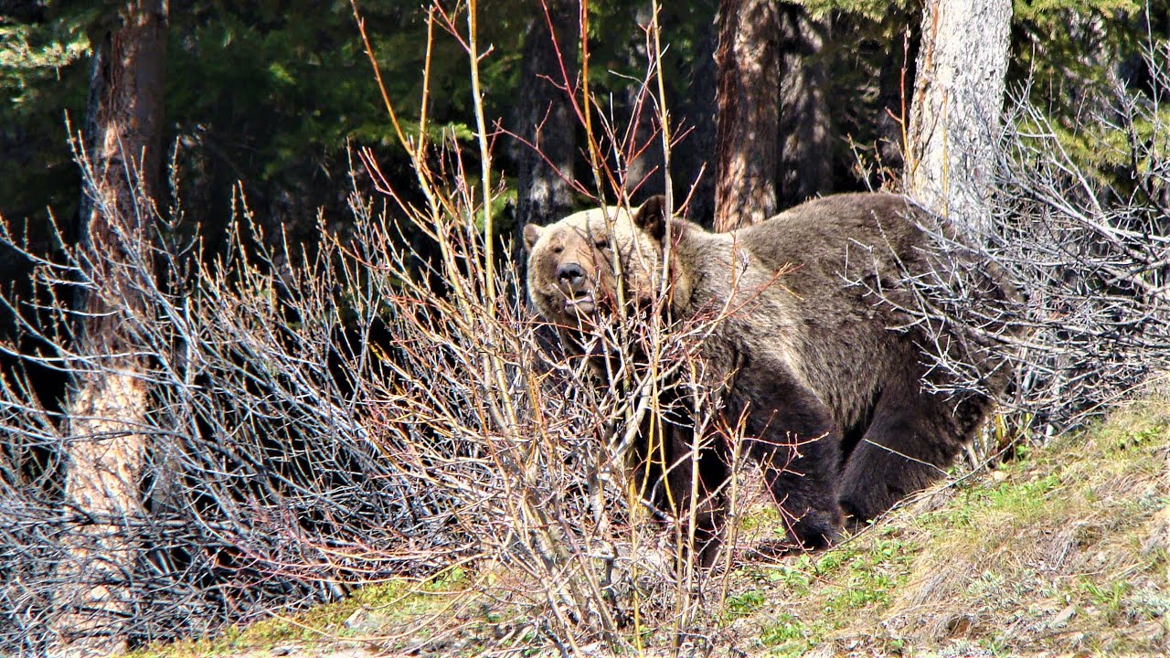 A grizzly bear loses her cubs......nature's cruel beauty.