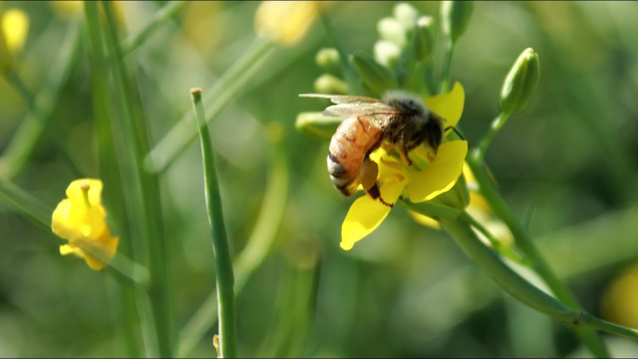 Canola and Bees: Producing Premium Honey