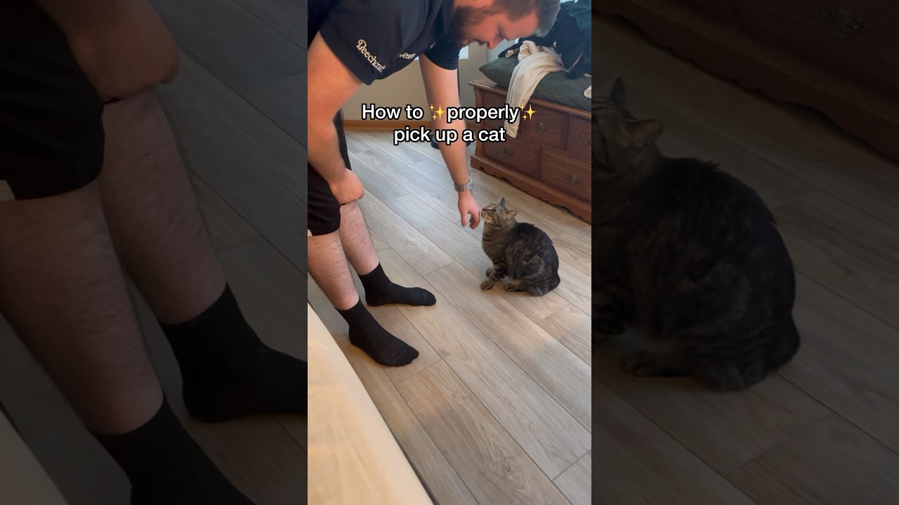How to properly pick up a cat