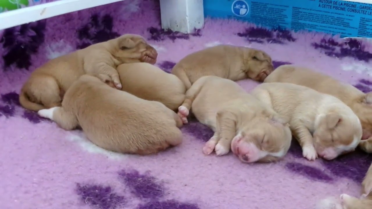 1 , 2 & 3 week old Toller puppies
