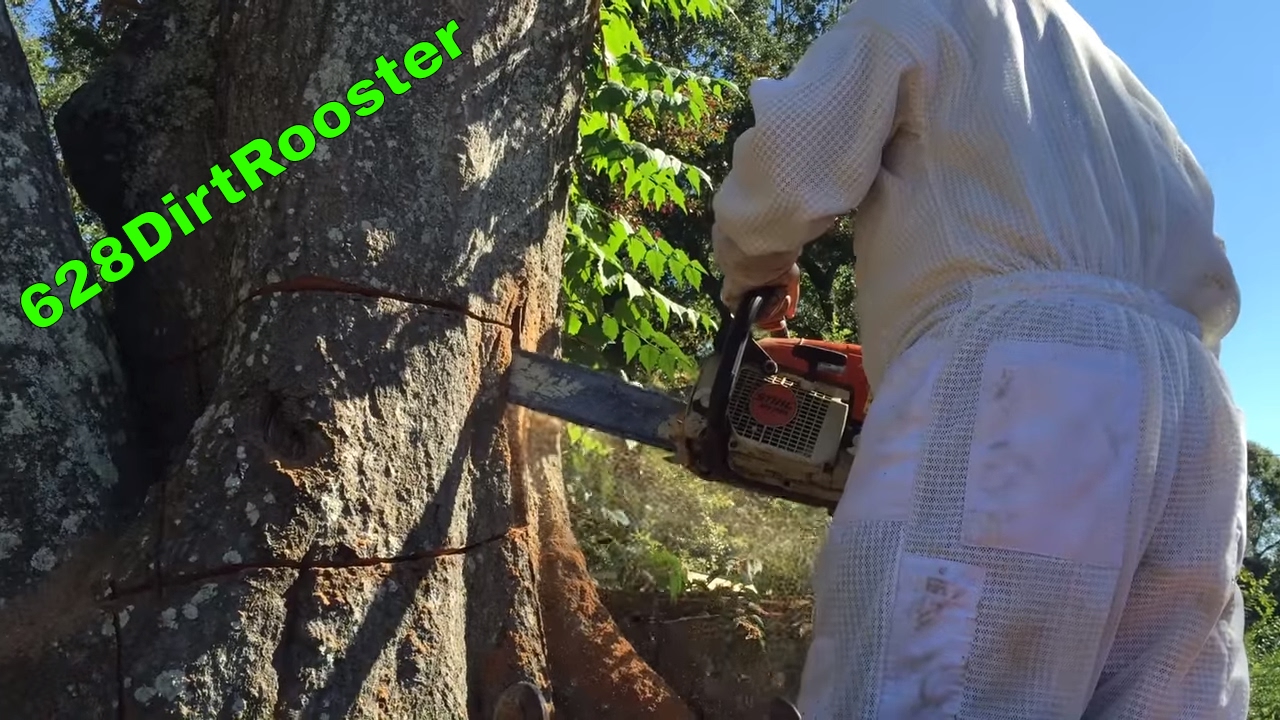 Chain Sawing Capone's Bee Tree - Honey Bee Hive Partial Removal From A Dead Water Oak