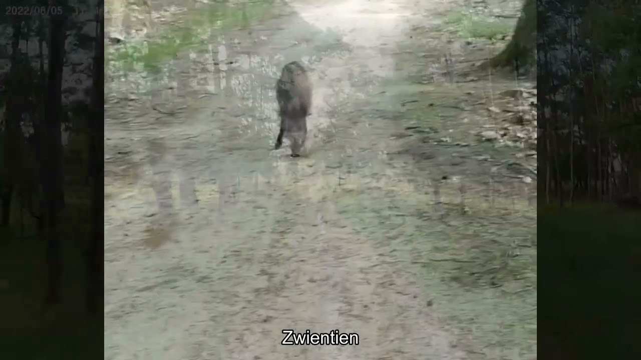 MTB route Apeldoorn zuid west naar Noorderheide bij Vierhouten 55 km    Actioncam Wolfang GA-400