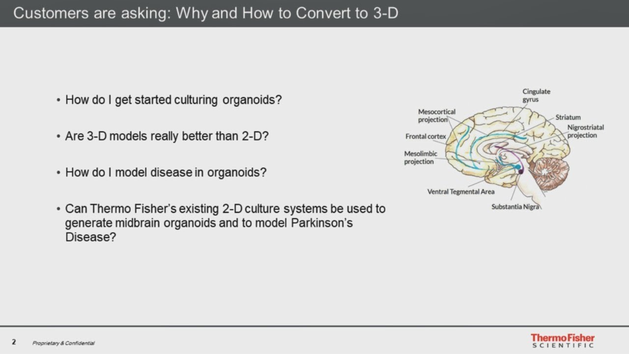 3D Organoid Models for Differentiation of PSC-Derived Dopaminergic Neurons