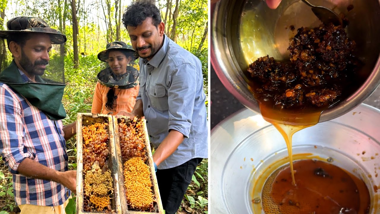 ആയിരക്കണക്കിന് ചെറുതേനീച്ച കോളനികൾ ഇവർ ഉണ്ടാക്കിയത് ഇങ്ങനെയാണ് | Stingness bee farming