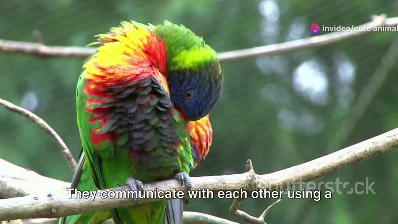 Birdwatcher's Paradise: South Africa's Avian Diversity