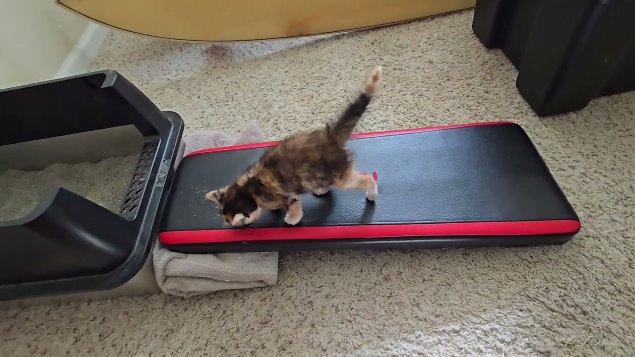 Were going to make you a star 🐈✨️