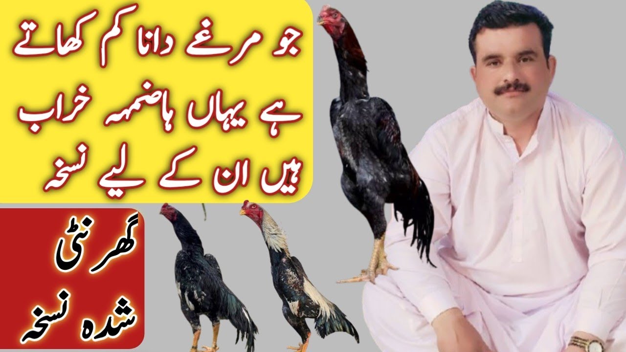 مرغے جو دانا کم کھاتے ہے یہاں ہاضمہ خراب ہیں ان کے لیے نسخہ  l Abbas Modern Aseel l
