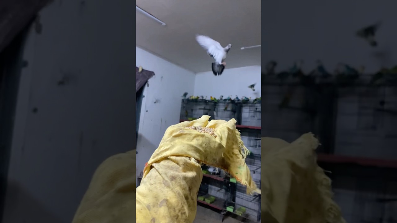 pigeon Tam 