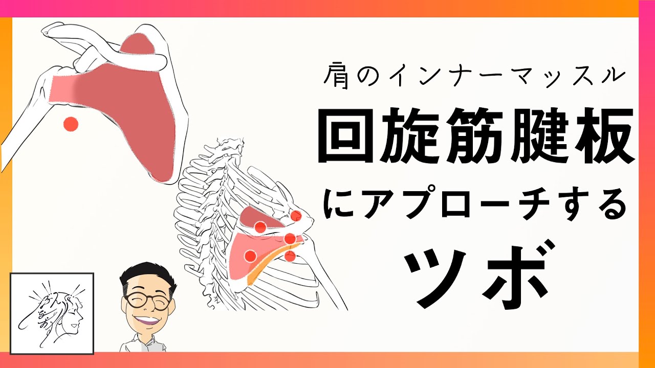肩のインナーマッスル（回旋筋腱板）の役割とアプローチするツボ
