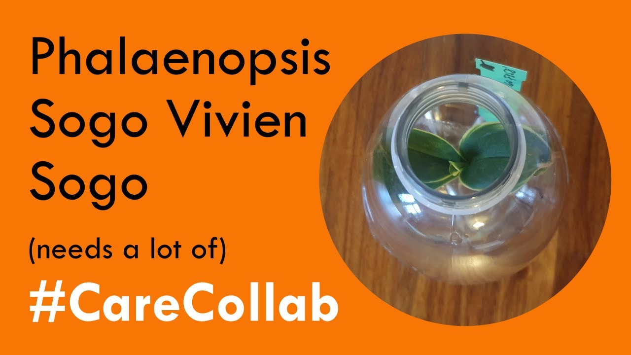 Doritaenopsis Sogo Vivien orchid #CareCollab