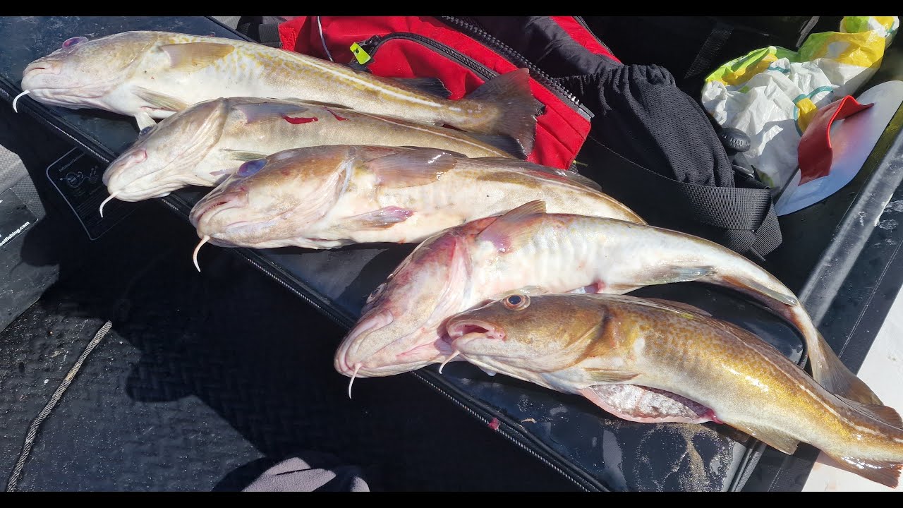 SIB Fishing UK with my new Hydrus 3 at Beadnell Bay in Northumberland. Soft lures doing the magic...