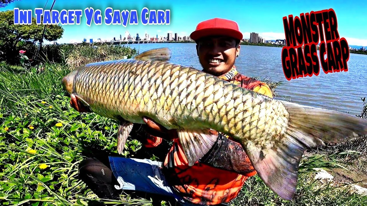 Umpan jitu⁉️ Mancing di sungai liar Dapat Target Ikan GRASS CARP Babon & Ikan Mas MONSTER #Df