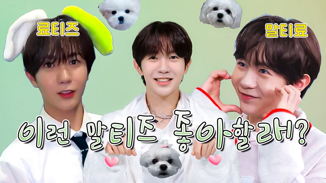[NCT WISH 료] 이런 말티즈 좋아할래?