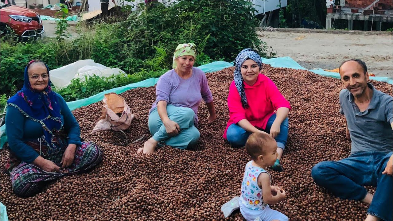 Çanakçı Akköy / Geldi Gitti Fındık Zamanı
