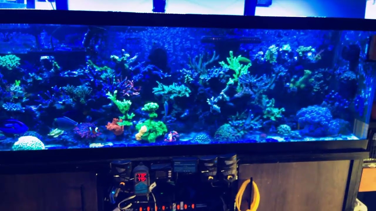 Combat Corals