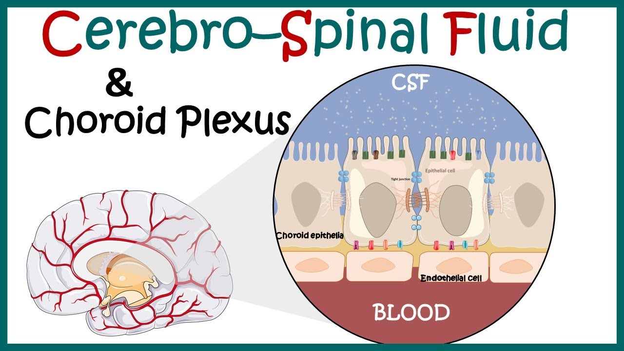 Cerebrospinal Fluid ( CSF) and the choroid plexus | Anatomy of Choroid plexus | function of CSF