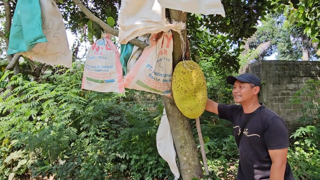Kebun Nangka Tekam Yellow (J33)  Pertama di Jawa Timur