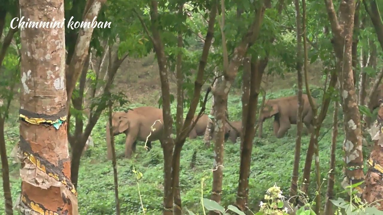 കൂട്ടപ്പലായനം  കാട്ടിൽനിന്നും നാട്ടിലേക്ക് 