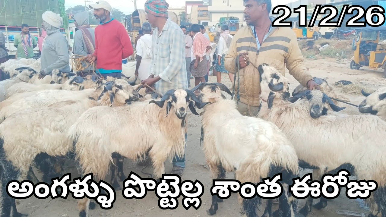 February 21, 2026 Angallu Today Market 🐏