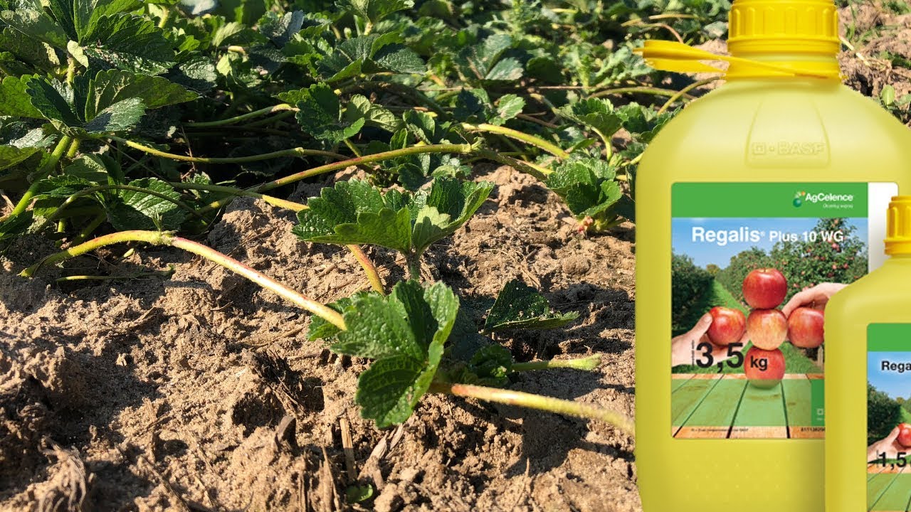Regalis Plus 10 WG w uprawie truskawki [dr Jacek Lewko - BASF]