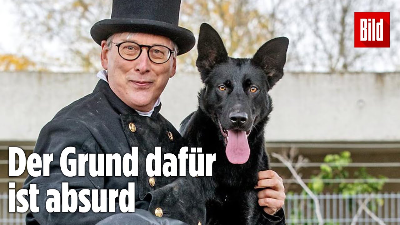 DARUM finden schwarze Tiere aus dem Tierheim nur schwer ein neues Zuhause